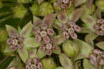 Common milkweed